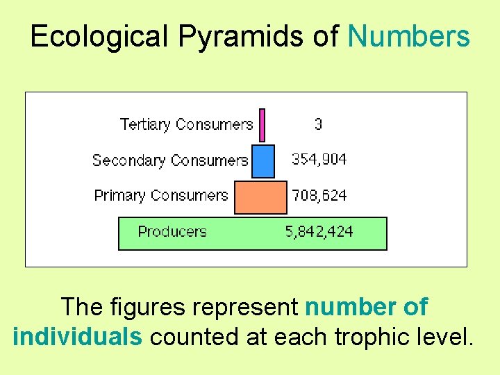 Ecological Pyramids of Numbers The figures represent number of individuals counted at each trophic