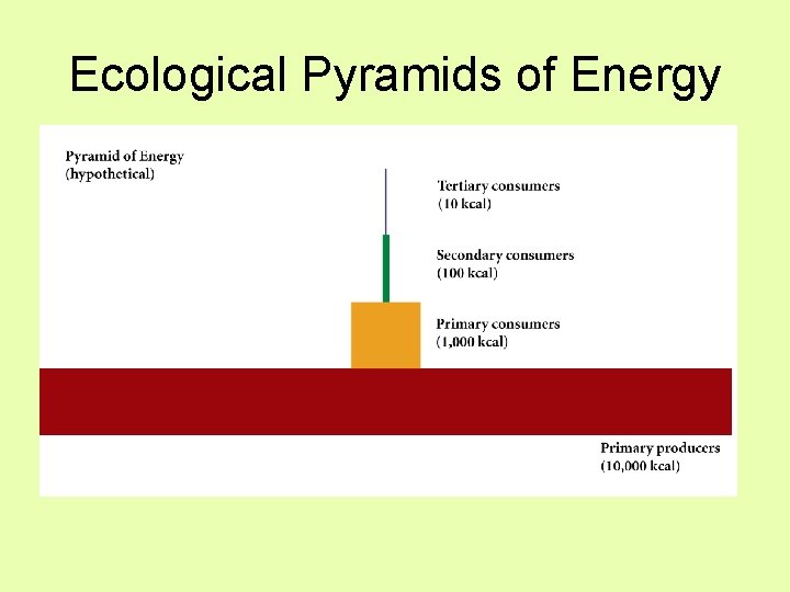 Ecological Pyramids of Energy 