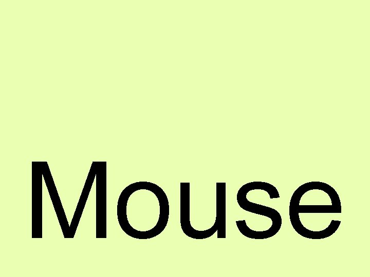 Mouse 