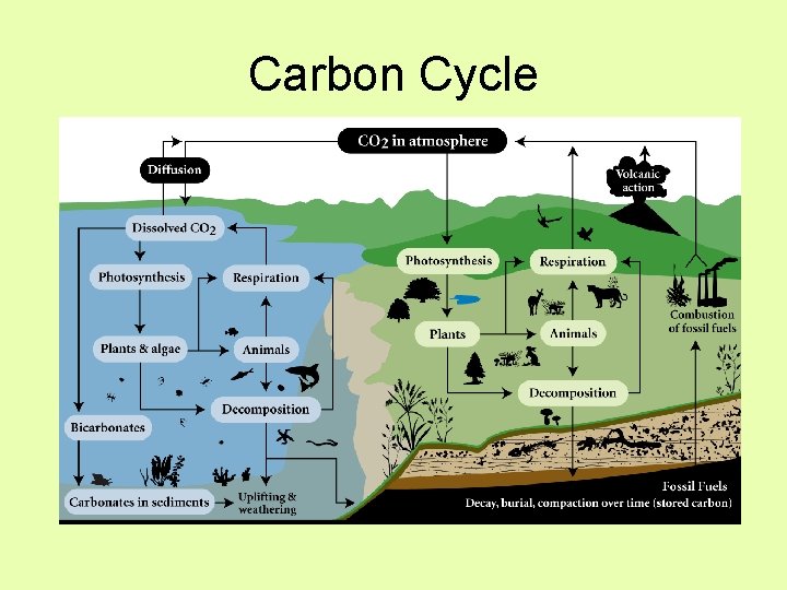 Carbon Cycle 