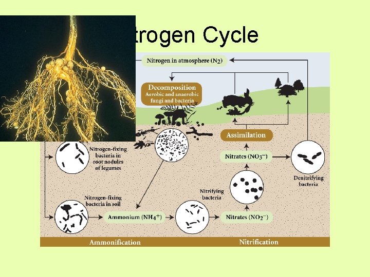 Nitrogen Cycle 