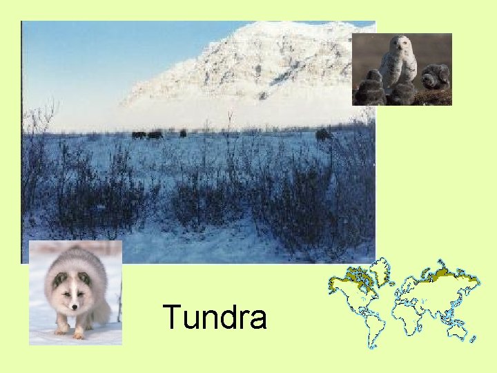 Tundra 