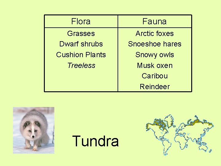 Flora Fauna Grasses Dwarf shrubs Cushion Plants Treeless Arctic foxes Snoeshoe hares Snowy owls