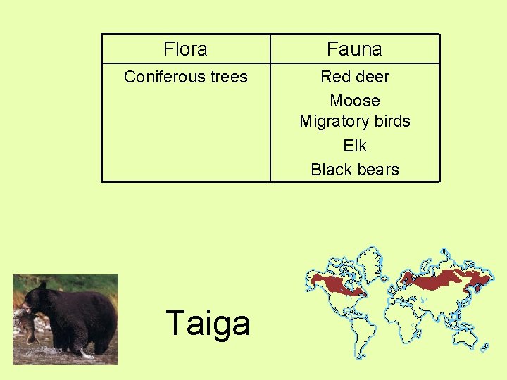 Flora Fauna Coniferous trees Red deer Moose Migratory birds Elk Black bears Taiga 