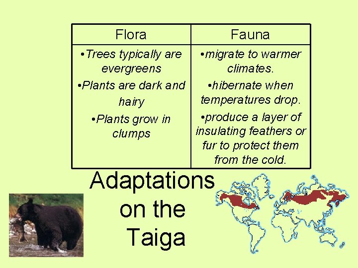 Flora Fauna • Trees typically are • migrate to warmer evergreens climates. • Plants