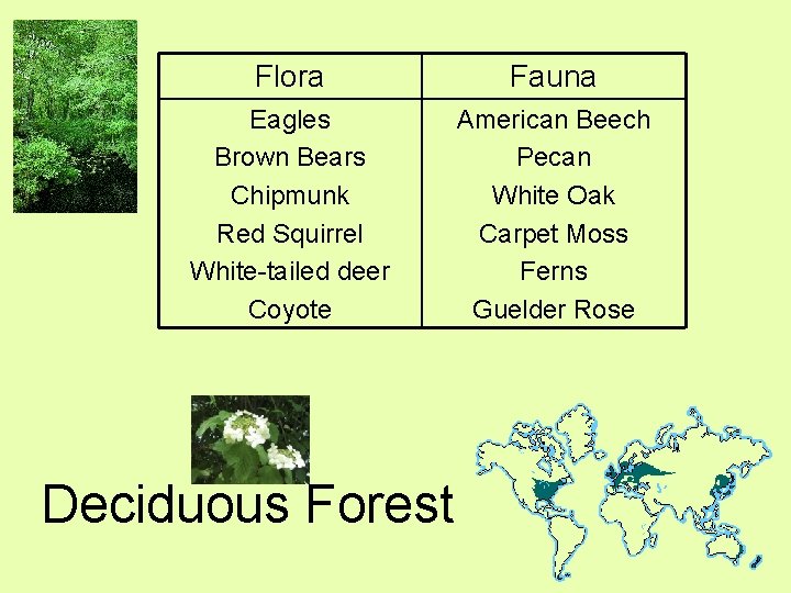 Flora Fauna Eagles Brown Bears Chipmunk Red Squirrel White-tailed deer Coyote American Beech Pecan