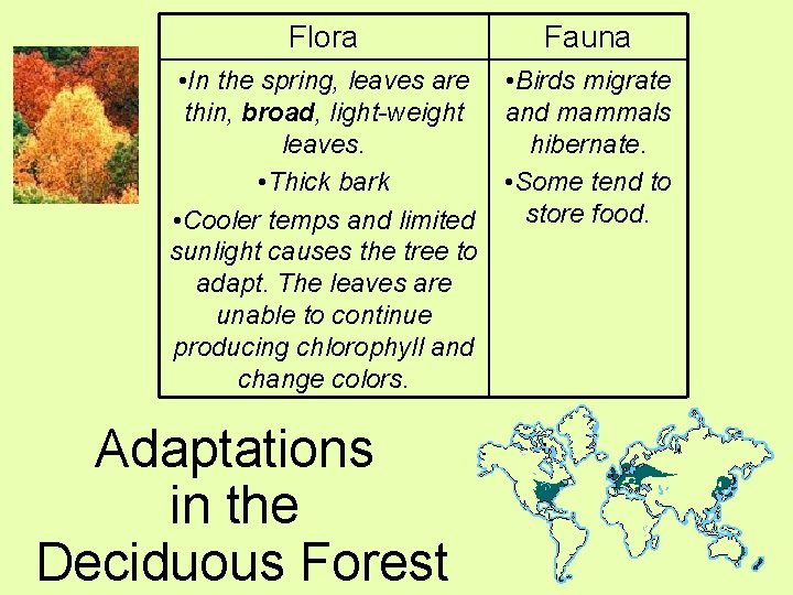 Flora Fauna • In the spring, leaves are thin, broad, light-weight leaves. • Thick