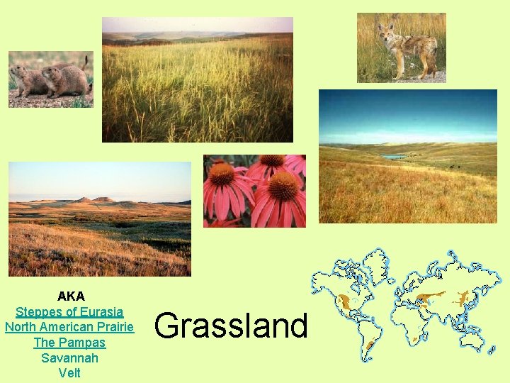  AKA Steppes of Eurasia North American Prairie The Pampas Savannah Velt Grassland 