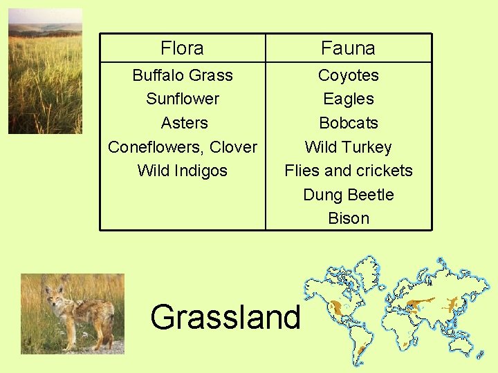 Flora Fauna Buffalo Grass Sunflower Asters Coneflowers, Clover Wild Indigos Coyotes Eagles Bobcats Wild