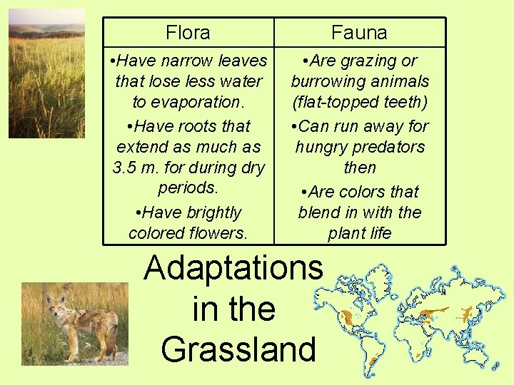Flora Fauna • Have narrow leaves that lose less water to evaporation. • Have