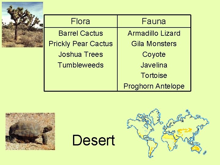 Flora Fauna Barrel Cactus Prickly Pear Cactus Joshua Trees Tumbleweeds Armadillo Lizard Gila Monsters