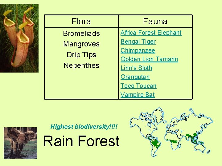 Flora Bromeliads Mangroves Drip Tips Nepenthes Highest biodiversity!!!! Rain Forest Fauna Africa Forest Elephant