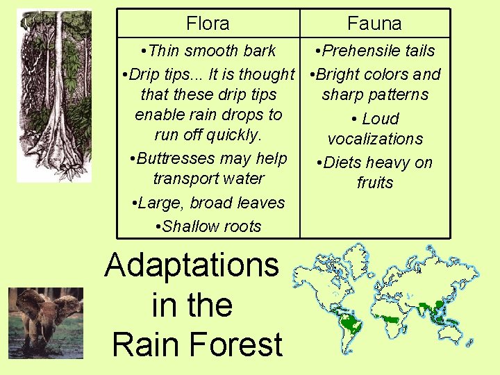 Flora Fauna • Thin smooth bark • Prehensile tails • Drip tips. . .