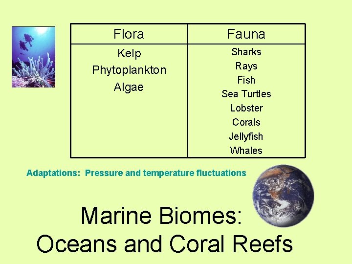 Flora Fauna Kelp Phytoplankton Algae Sharks Rays Fish Sea Turtles Lobster Corals Jellyfish Whales