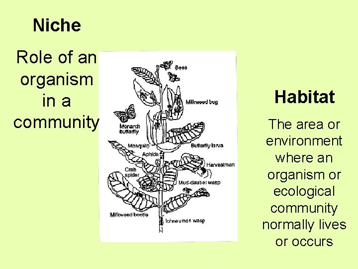 Niche Role of an organism in a community Habitat The area or environment where