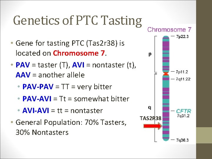 Genetics of PTC Tasting • Gene for tasting PTC (Tas 2 r 38) is