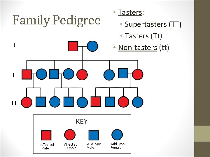 Family Pedigree • Tasters: • Supertasters (TT) • Tasters (Tt) • Non-tasters (tt) 