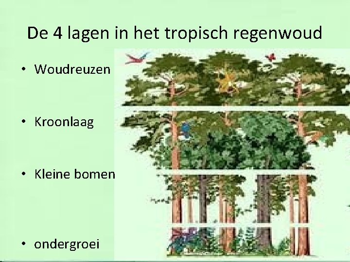 De 4 lagen in het tropisch regenwoud • Woudreuzen • Kroonlaag • Kleine bomen