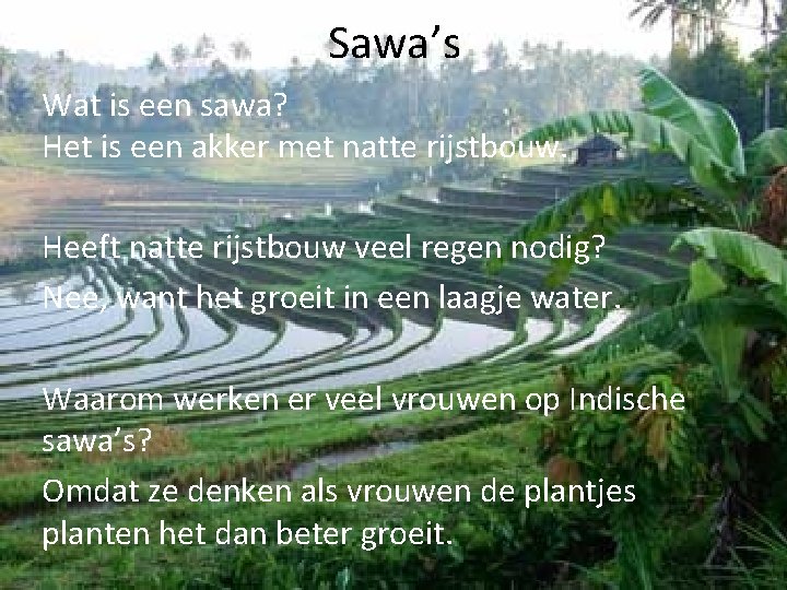 Sawa’s Wat is een sawa? Het is een akker met natte rijstbouw. Heeft natte