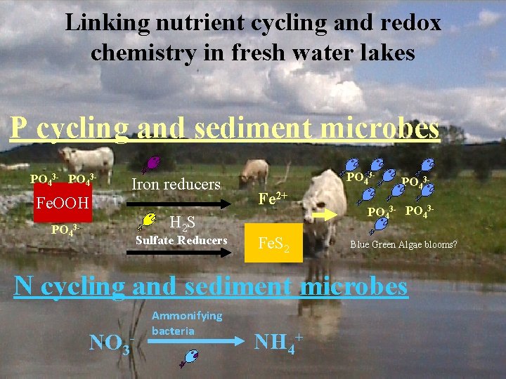 Linking nutrient cycling and redox chemistry in fresh water lakes P cycling and sediment