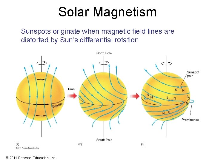 Solar Magnetism Sunspots originate when magnetic field lines are distorted by Sun’s differential rotation