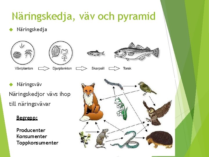 Näringskedja, väv och pyramid Näringskedja Näringsväv Näringskedjor vävs ihop till näringsvävar Begrepp: Producenter Konsumenter Näringskedja, väv och pyramid Näringskedja Näringsväv Näringskedjor vävs ihop till näringsvävar Begrepp: Producenter Konsumenter