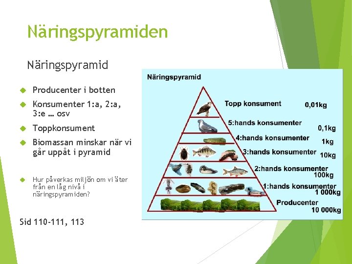Näringspyramiden Näringspyramid Producenter i botten Konsumenter 1: a, 2: a, 3: e … osv Näringspyramiden Näringspyramid Producenter i botten Konsumenter 1: a, 2: a, 3: e … osv