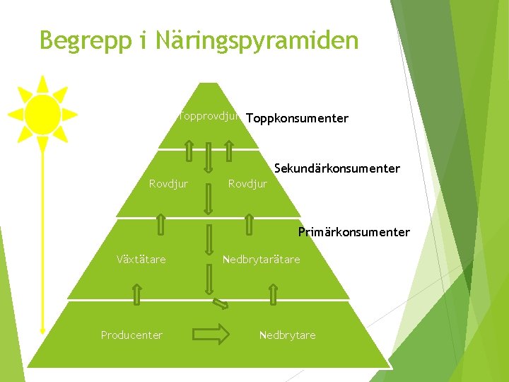 Begrepp i Näringspyramiden Topprovdjur Toppkonsumenter Sekundärkonsumenter Rovdjur Primärkonsumenter Växtätare Producenter Nedbrytarätare Nedbrytare Begrepp i Näringspyramiden Topprovdjur Toppkonsumenter Sekundärkonsumenter Rovdjur Primärkonsumenter Växtätare Producenter Nedbrytarätare Nedbrytare