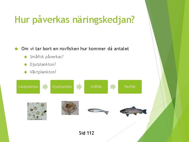 Hur påverkas näringskedjan? Om vi tar bort en rovfisken hur kommer då antalet Småfisk Hur påverkas näringskedjan? Om vi tar bort en rovfisken hur kommer då antalet Småfisk