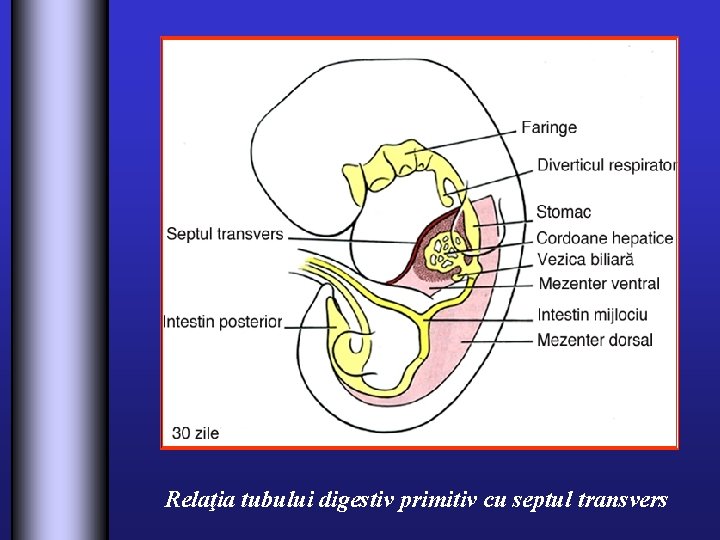 Relaţia tubului digestiv primitiv cu septul transvers 