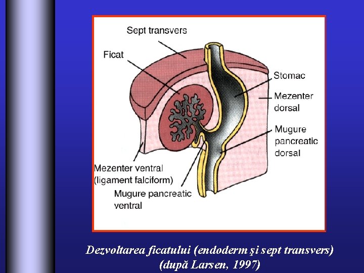 Dezvoltarea ficatului (endoderm şi sept transvers) (după Larsen, 1997) 