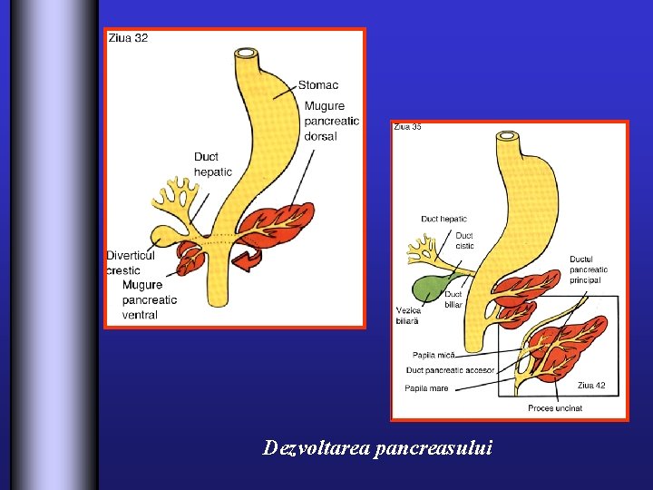 Dezvoltarea pancreasului 