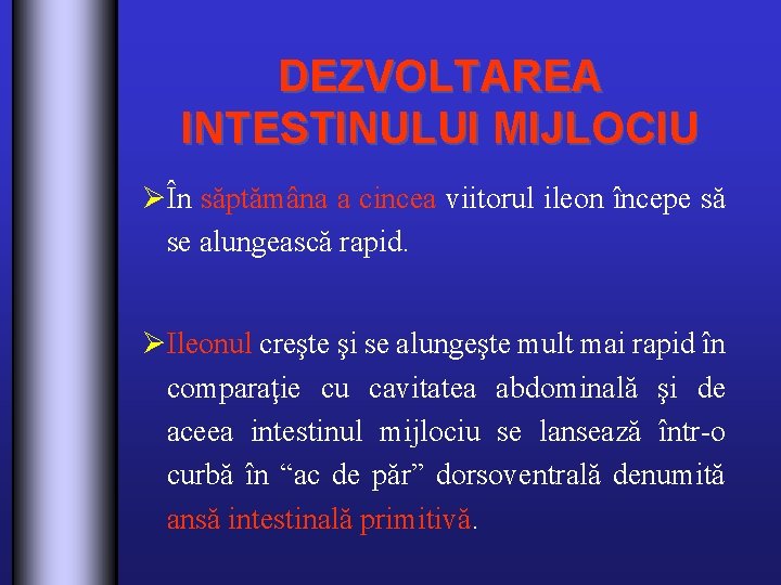 DEZVOLTAREA INTESTINULUI MIJLOCIU ØÎn săptămâna a cincea viitorul ileon începe să se alungească rapid.