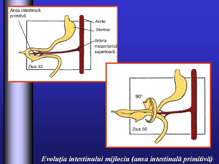 Evoluţia intestinului mijlociu (ansa intestinală primitivă) 