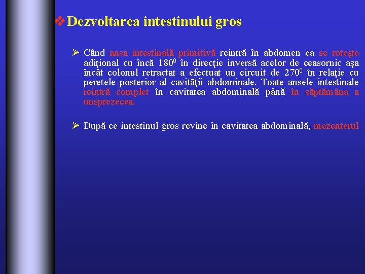 v Dezvoltarea intestinului gros Ø Când ansa intestinală primitivă reintră în abdomen ea se