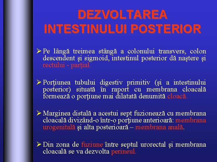 DEZVOLTAREA INTESTINULUI POSTERIOR Ø Pe lângă treimea stângă a colonului transvers, colon descendent şi