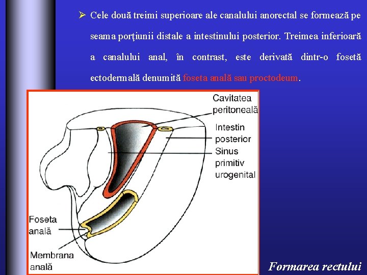 Ø Cele două treimi superioare ale canalului anorectal se formează pe seama porţiunii distale