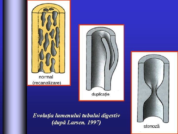 Evoluţia lumenului tubului digestiv (după Larsen, 1997) 