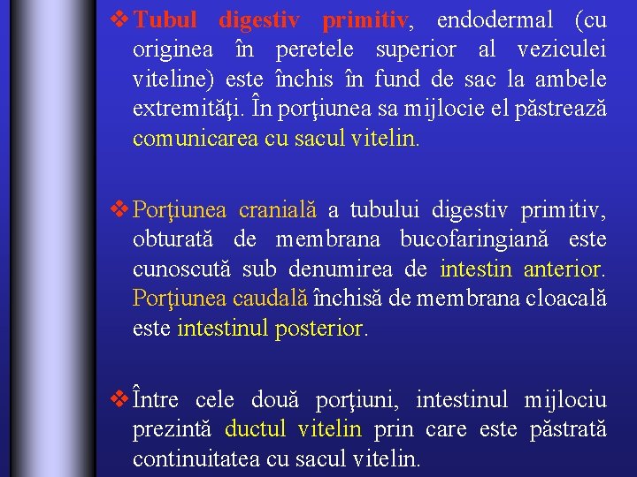 v Tubul digestiv primitiv, endodermal (cu originea în peretele superior al veziculei viteline) este