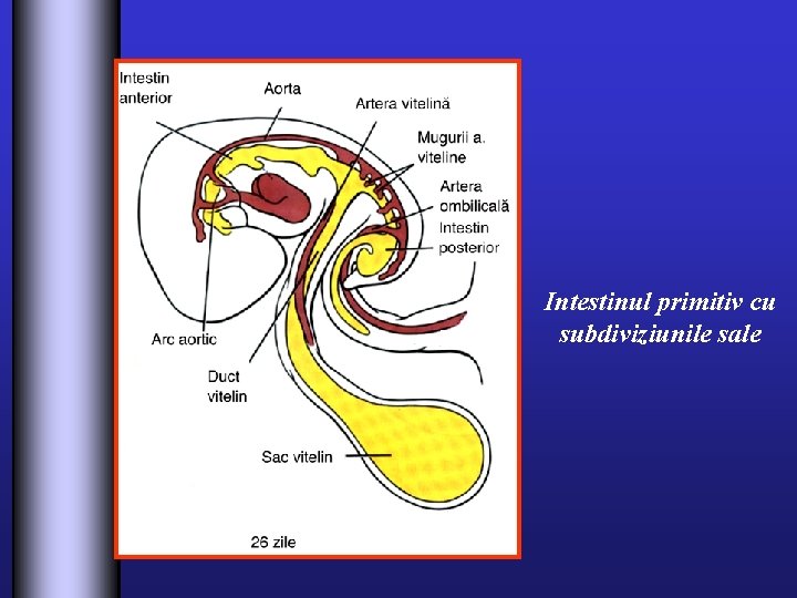 Intestinul primitiv cu subdiviziunile sale 