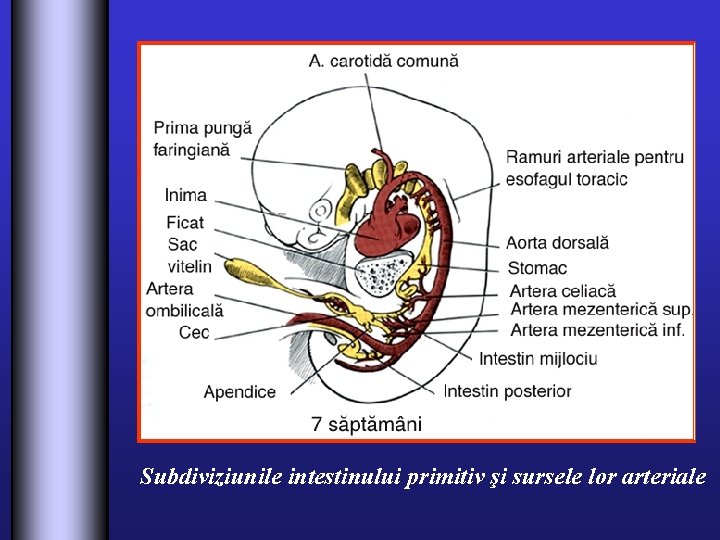 Subdiviziunile intestinului primitiv şi sursele lor arteriale 