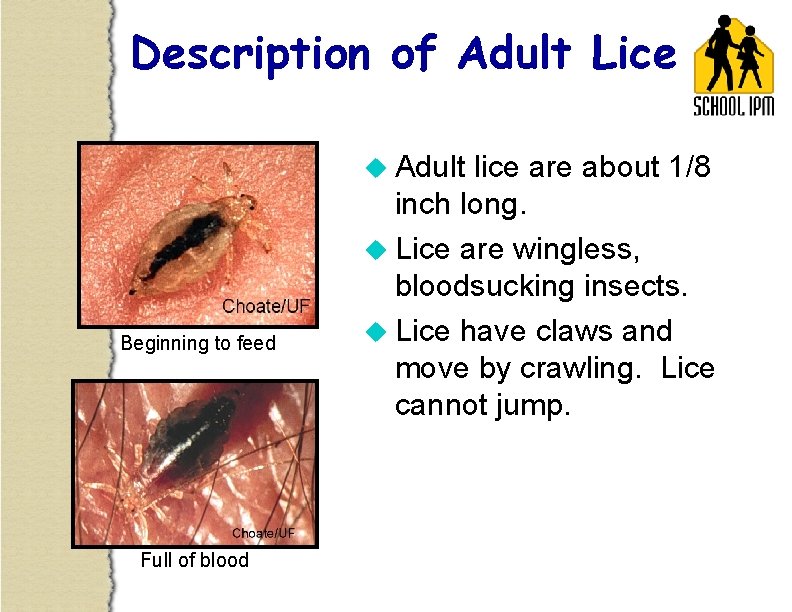Description of Adult Lice u Adult Beginning to feed Full of blood lice are