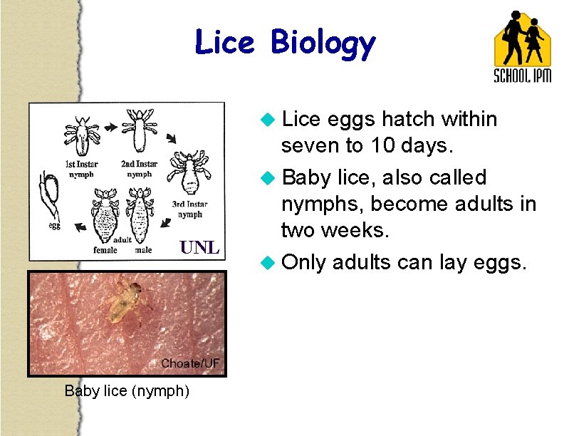 Lice Biology u Lice UNL Baby lice (nymph) eggs hatch within seven to 10