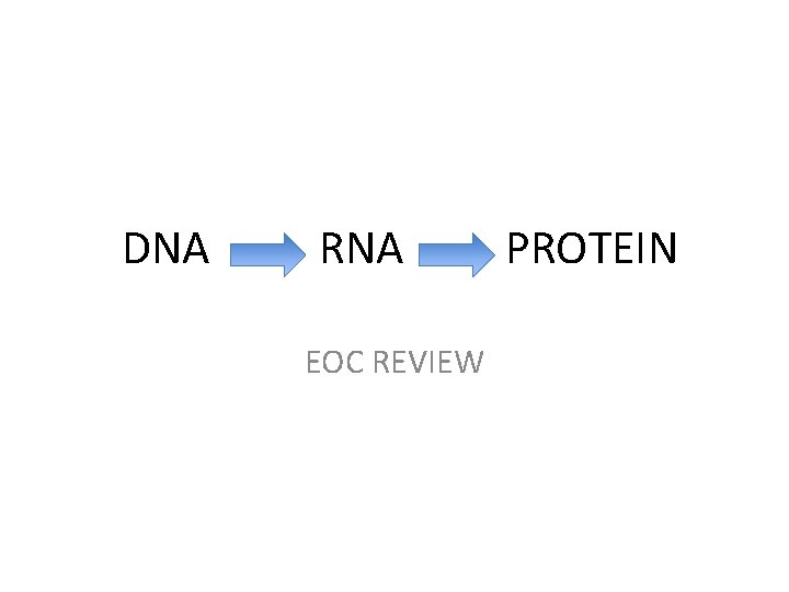 DNA RNA EOC REVIEW PROTEIN 