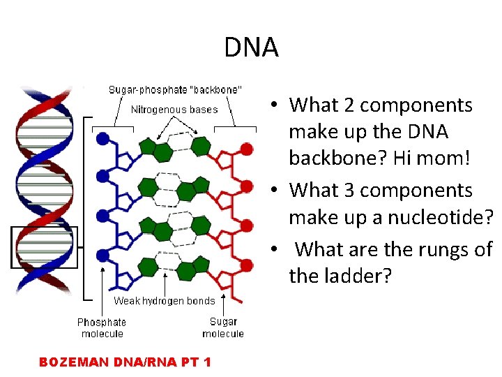 DNA • What 2 components make up the DNA backbone? Hi mom! • What