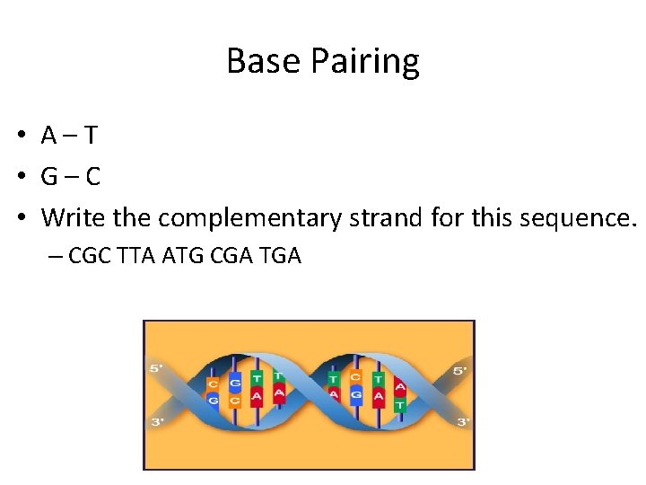 Base Pairing • A–T • G–C • Write the complementary strand for this sequence.