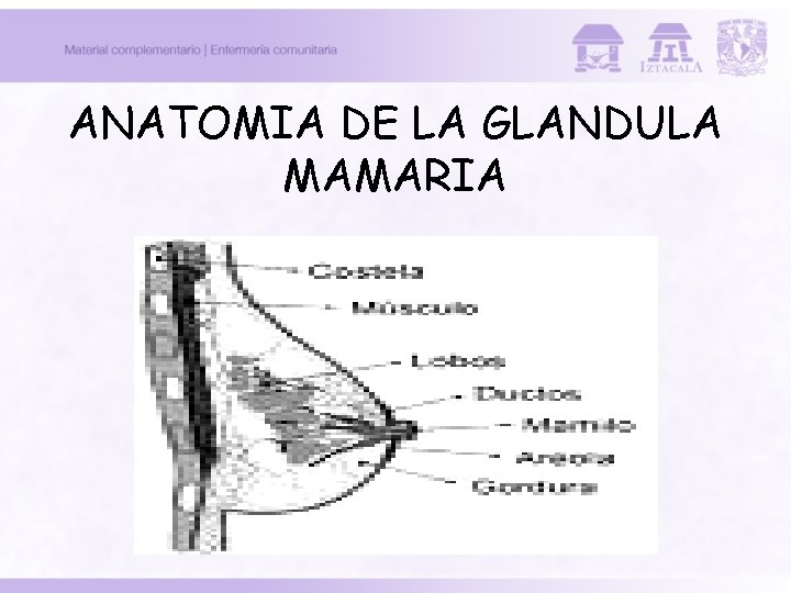 ANATOMIA DE LA GLANDULA MAMARIA 