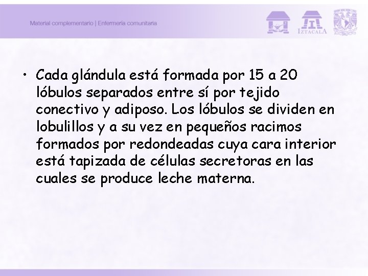 • Cada glándula está formada por 15 a 20 lóbulos separados entre sí • Cada glándula está formada por 15 a 20 lóbulos separados entre sí