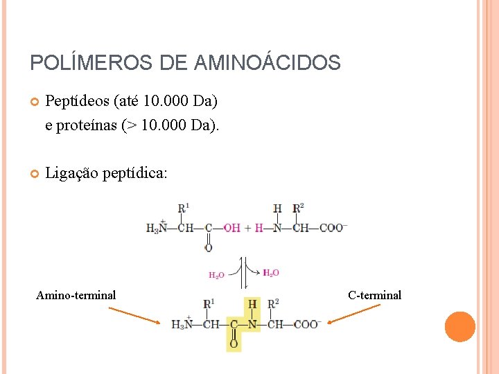 POLÍMEROS DE AMINOÁCIDOS Peptídeos (até 10. 000 Da) e proteínas (> 10. 000 Da).