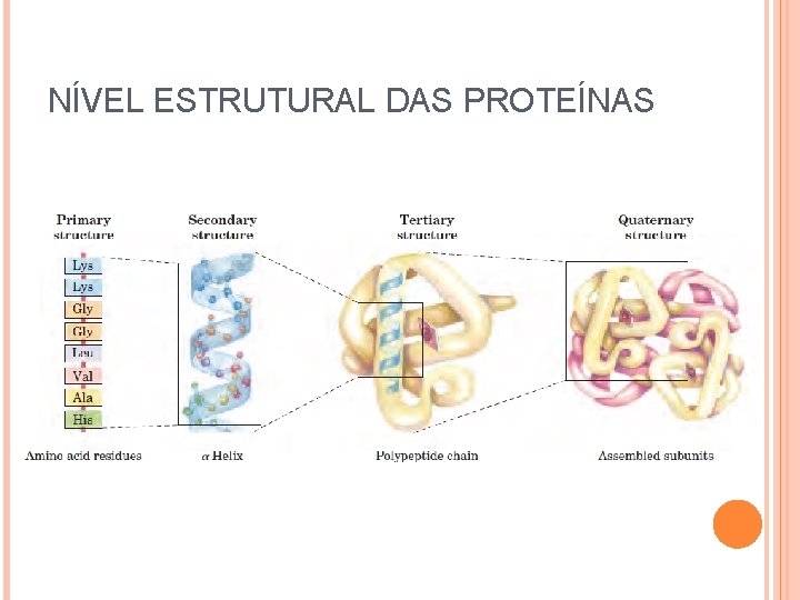 NÍVEL ESTRUTURAL DAS PROTEÍNAS 